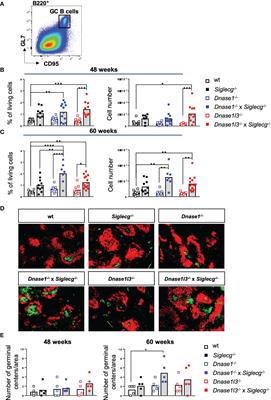 Epistatic effects of Siglec-G and DNase1 or DNase1l3 deficiencies in the development of systemic lupus erythematosus